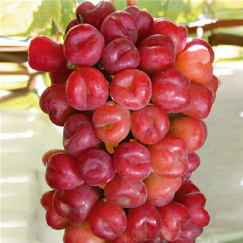 新品种日本天香葡萄嫁接葡萄苖盆栽葡萄树苖果树苖金阳光玫瑰 金阳光