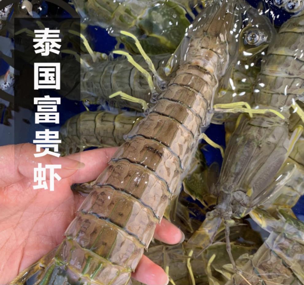 鲜活【泰国皮皮虾有膏】500g【图片 价格 品
