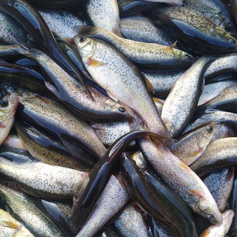 lism黑龙江特产淡水鱼野生鲜活柳根鱼红赤子小杂鱼3斤大号野生柳根鱼