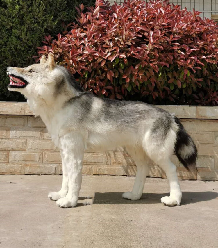 大型皮毛仿真动物狼标本摆件玩偶玩具工艺品狼模型狼标本毛绒狼 支持