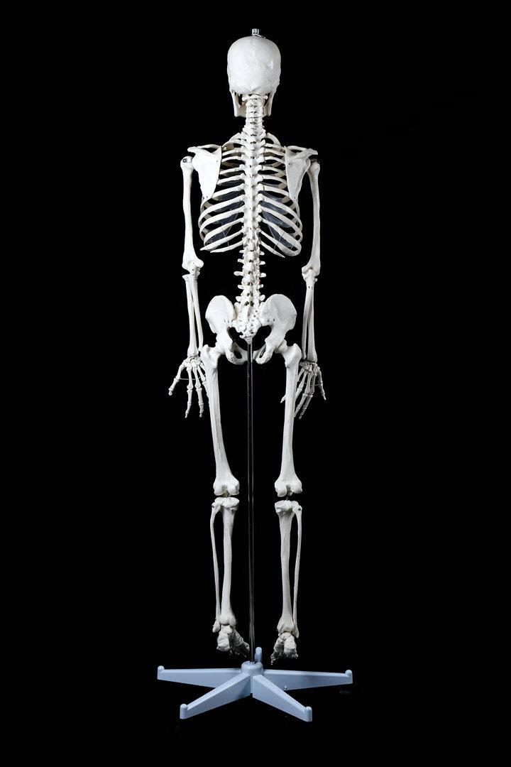 脊柱模型 标准170cm180人体全身骨骼模型 骷髅骨架标本脊柱 180女性