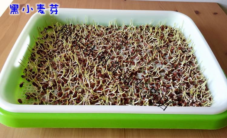 5斤新农家富硒黑小麦粒2小麦苗种子带皮黑麦粒麦子可发芽麦草 食用