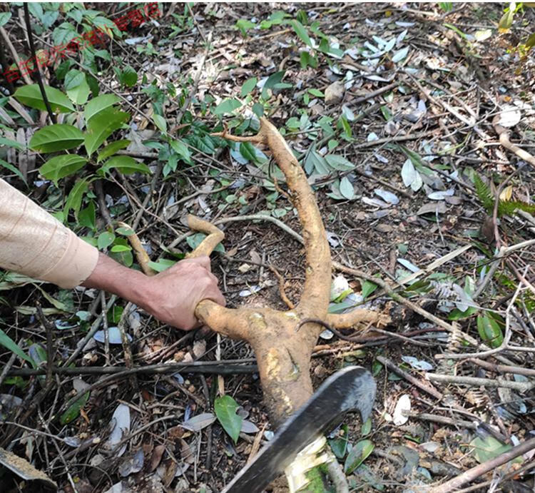 【精选好货】 野外生毛冬青根 根 细叶毛冬青 毛披树根 乌尾丁中药原