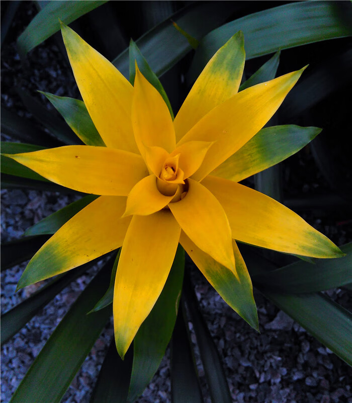 凤梨新款火炬鸿运当头卡丽黄金玉扇红宝石四季开花喜阴带花 黄色高