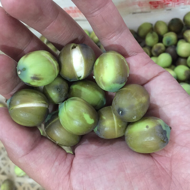 新鲜成熟莲子去壳鲜莲肉 带膜江西广昌特产炖汤粉糯