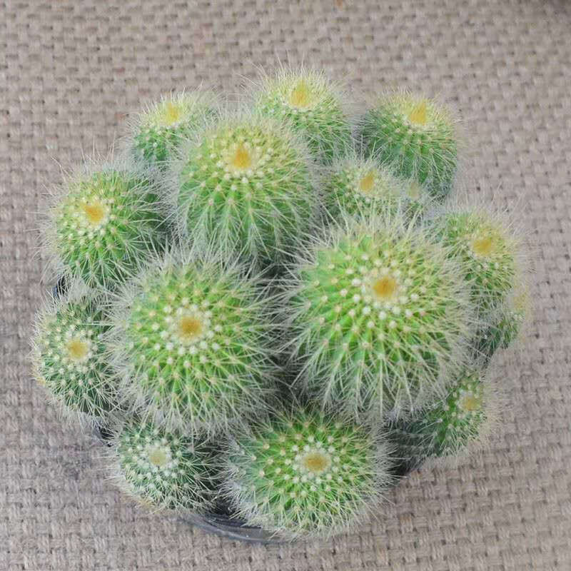 精选现发多肉植物仙人球仙人棒金丝猴黑金刚金琥金冠肉肉花卉盆栽龙王