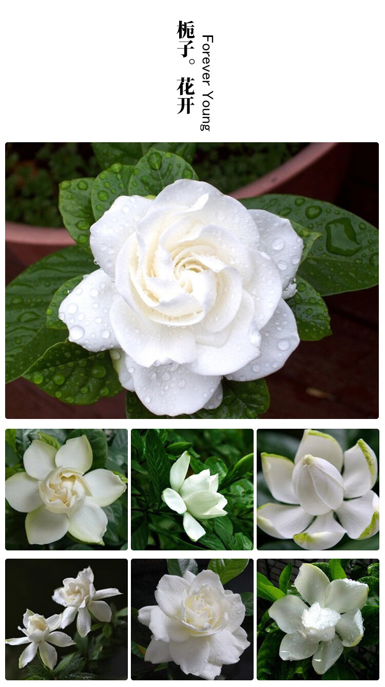 大叶牡丹栀子花盆景庭院浓香型盆栽四季开花栀子花a8 独干小叶罗汉5年