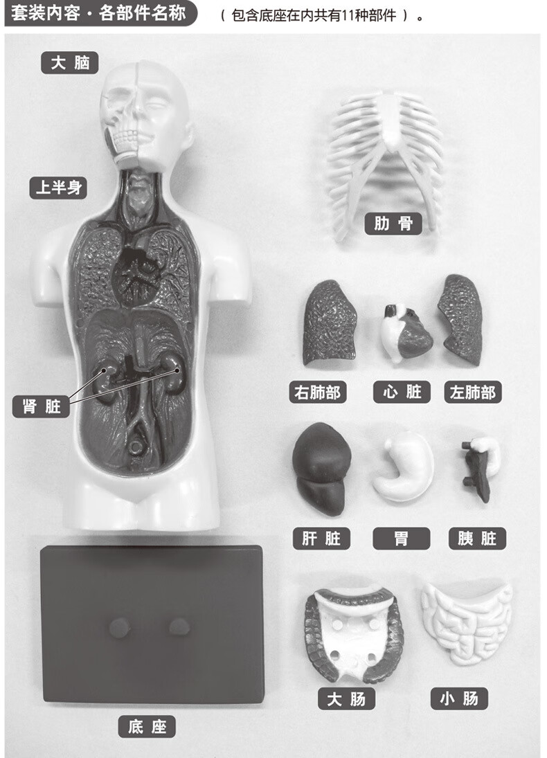 人体器官骨骼模型儿童医学解剖拆卸躯干仿真身体内脏结构教学玩具送