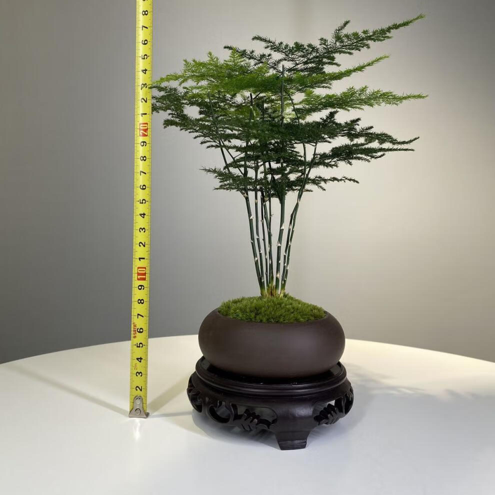 文竹盆栽绿植室内水土培植物云竹盆景代盆花卉四季常青盆景文竹乌泥