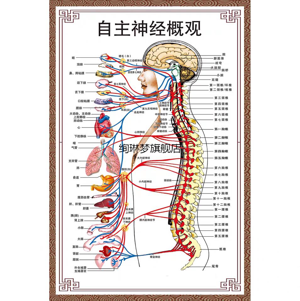 人体穴位对症挂图自主神经概观示意图人体解剖挂图人体器官解剖图展板