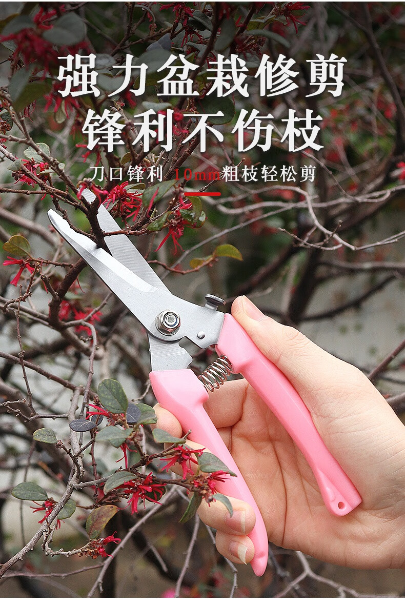摘花椒专用剪刀 不锈钢树枝修枝剪省力采摘水果茶叶花卉盆栽月季尖头