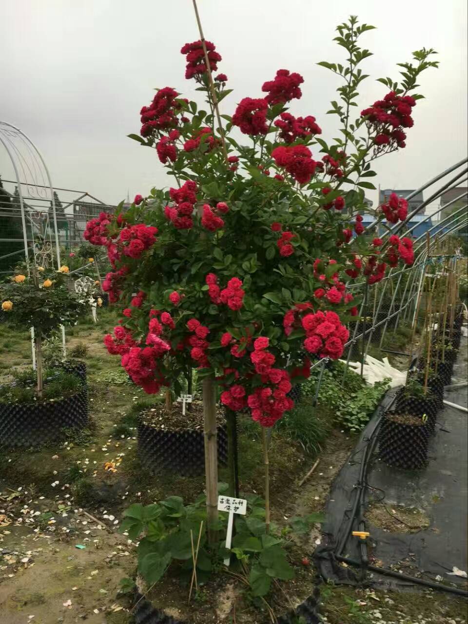 喜螺月季粉色多头多头粉色感四季开花机器权杖之岛不含盆