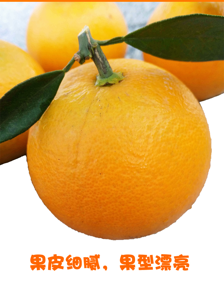 广西鹿寨蜜橙橙子新鲜10斤冰糖橙水果甜橙纯甜大超个大果柳州特产59斤