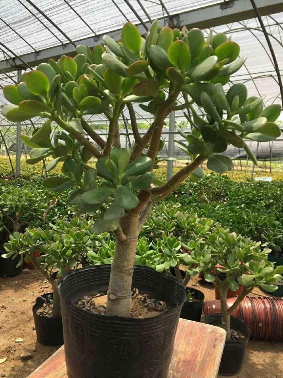 玉树盆栽黄金花月紫叶玉树多肉老桩植物盆栽玉树 朵芮蜜 黄金花月2年