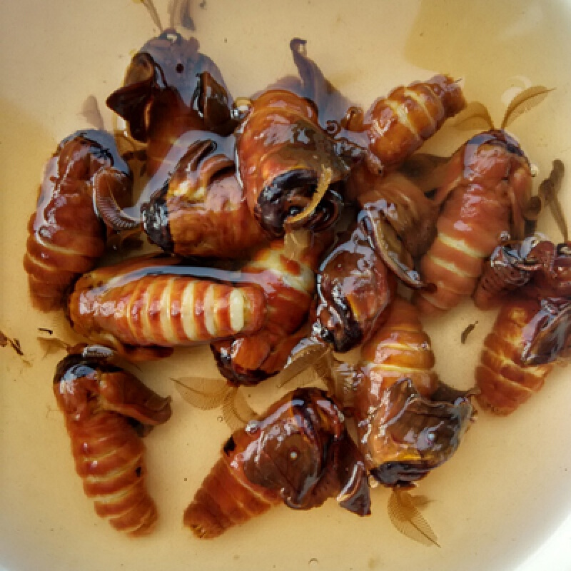 雄蚕蛾公蛾泡酒料柞蚕原蚕蛾公未交尾雄蝉蛾300g