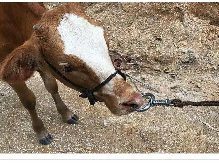 牛鼻环牛鼻圈免打孔不锈钢牛鼻钳大号养牛用牛鼻栓牵引扣夹牛鼻子加厚