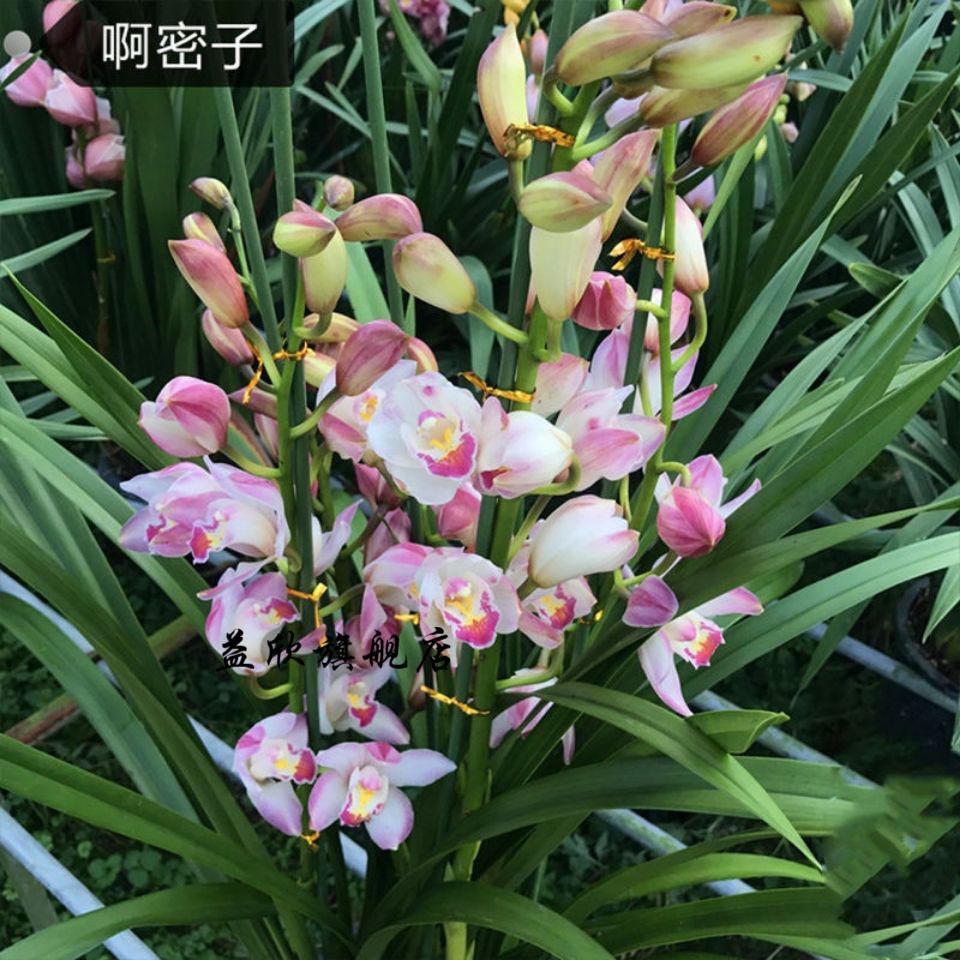 芊阙超香 福娘 兰花 阿密子-2苗连体【图片 价格 品牌 报价】-京东