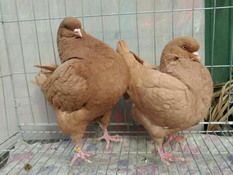 纯种元宝鸽大体鸽子特大一对种鸽巨型肉鸽下蛋 雨点元宝种鸽一对(已