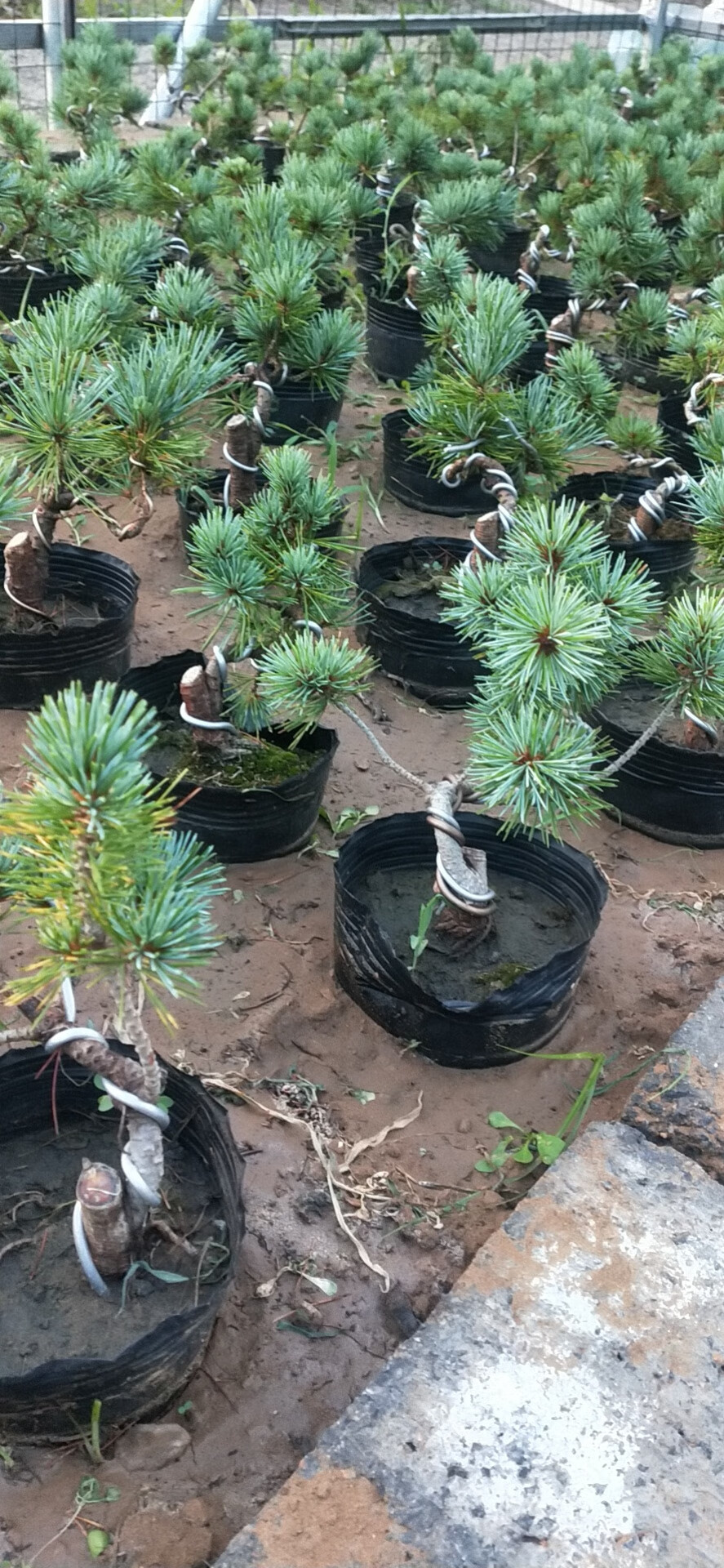 精品日本大阪松小苗五针松盆景树桩造型短针嫁接苗那须娘松树黑松精品