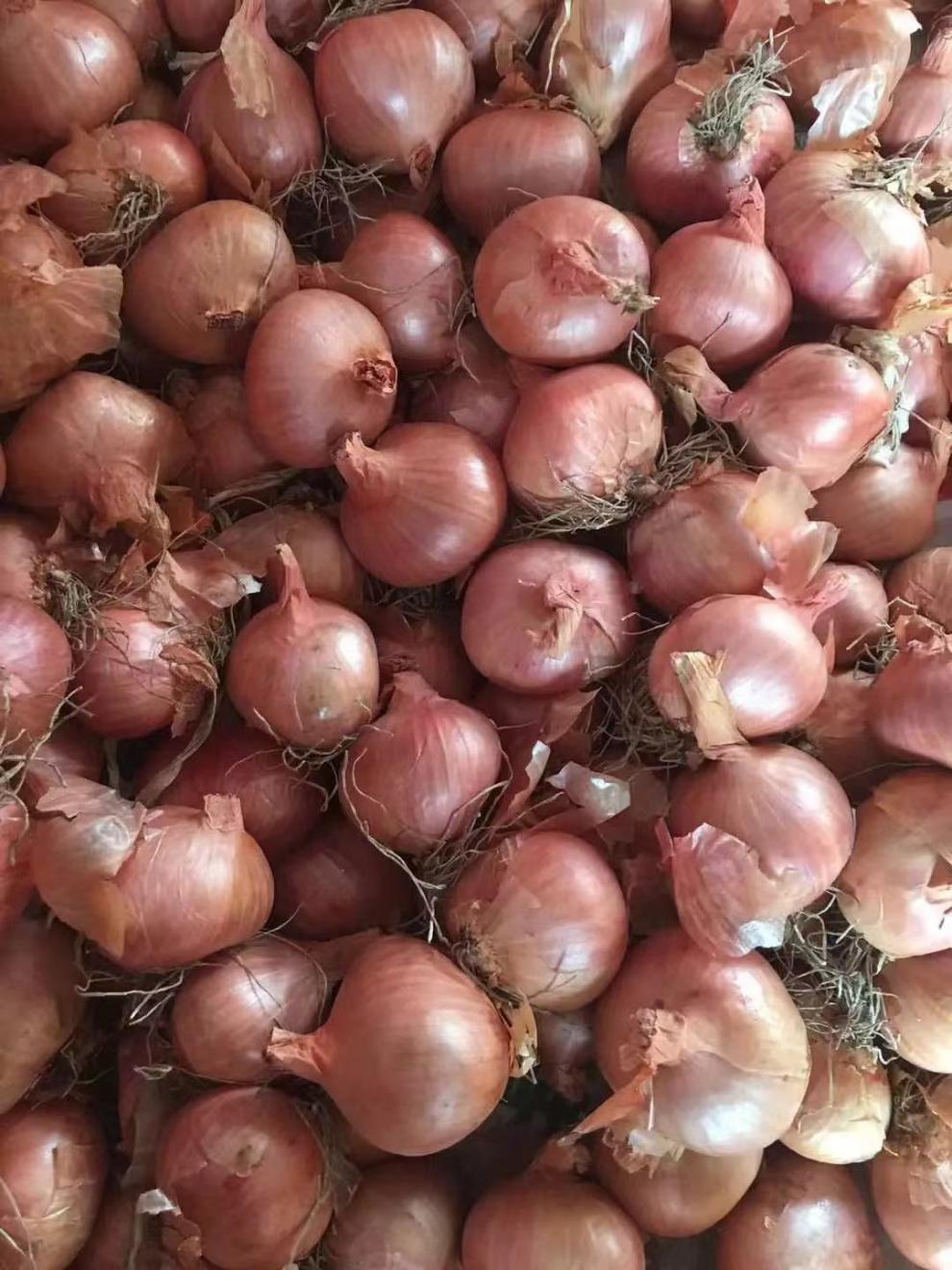 正宗东北特产毛葱新鲜鬼子葱红葱头农家毛葱种子1件都批发小号一毛