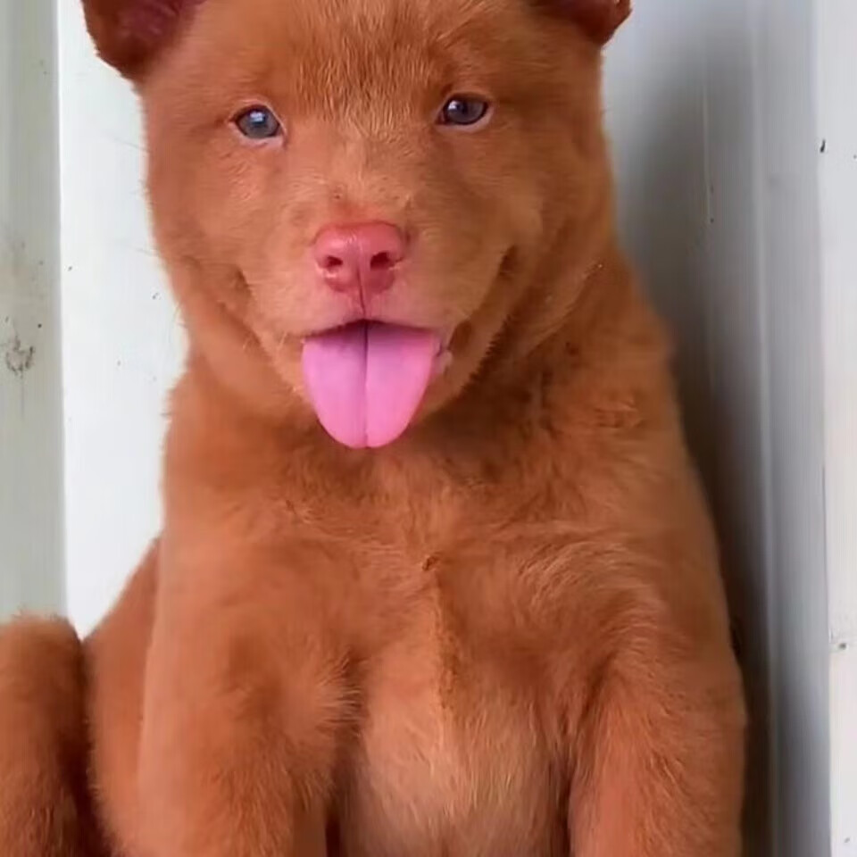 麦基乐 虎斑犬五红犬五黑犬广西土猎狗四眼狗中华田园犬虎斑猎犬活体