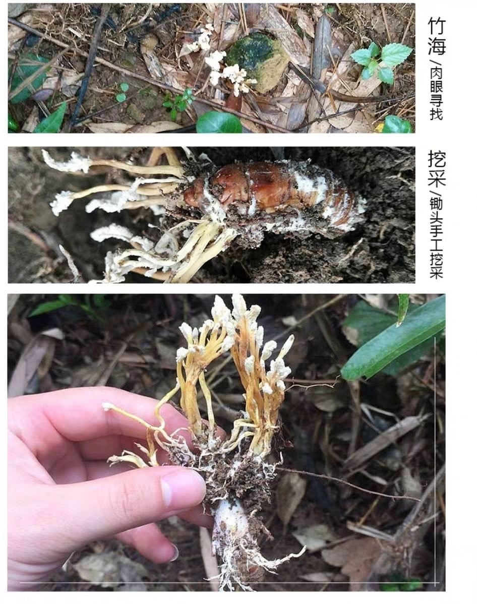 药材野生金蝉花 大别山竹林蝉花知了花大虫草蛹虫草 250克【图片 价格