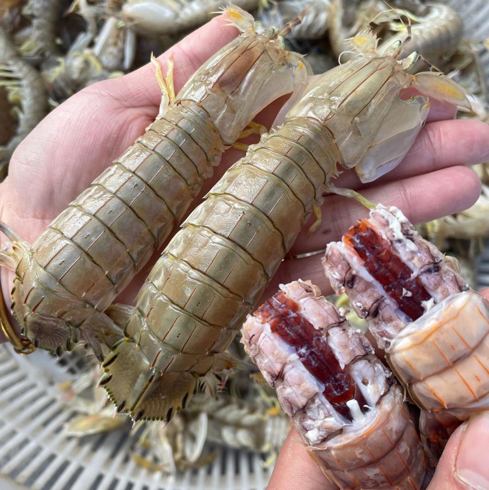 皮皮虾全母带膏鲜活特大虾姑新鲜虾爬子超大爬爬虾螳螂虾海鲜【图片