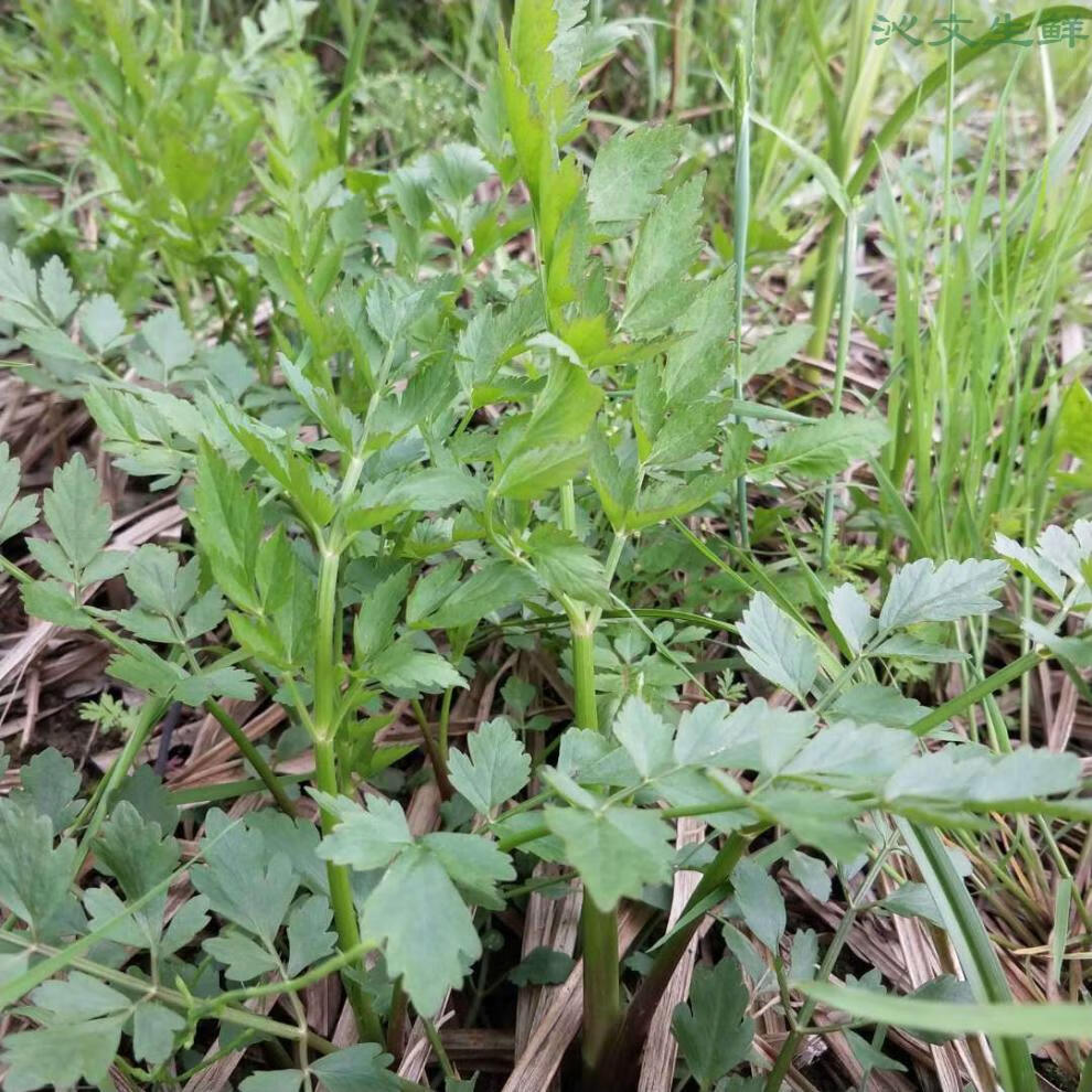 苏北正宗野生水芹菜新鲜现摘现发小叶芹时令蔬菜零售净菜南通海安