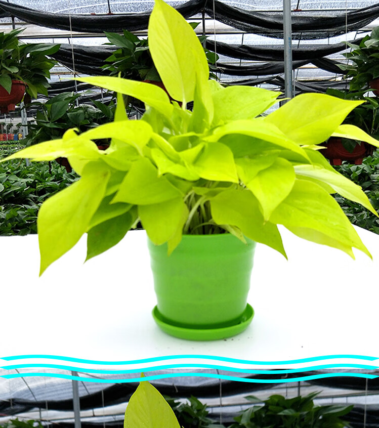 可狄大叶黄金葛绿萝金叶盆栽除甲醛净化空气水培室内新品植物可长藤