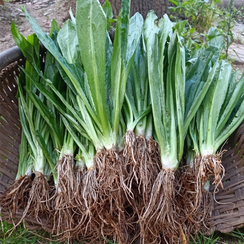 云南新鲜大芫荽 老缅芫荽苗泰国香料刺芫荽刺芹大芫茜越南香菜 30棵苗