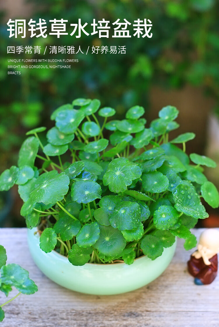 草金钱草带叶子室内水培植物水养花卉绿植铜钱草1盆带叶不含盆