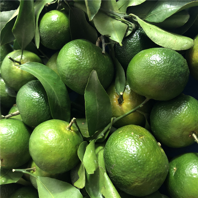 纯甜不酸广西桂林清香蜜橘桔子超甜绿色青皮新鲜水桔甜蜜小果5斤