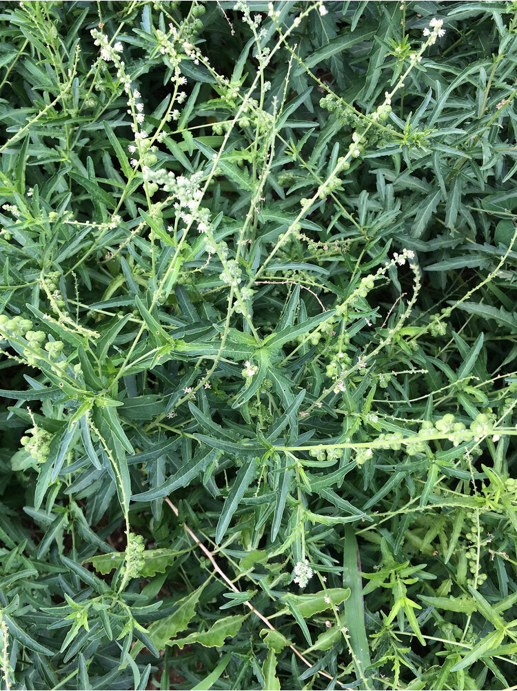 透骨草500g克野生 透骨草粉中药 草药 泡脚 珍珠透骨草中药材 500克