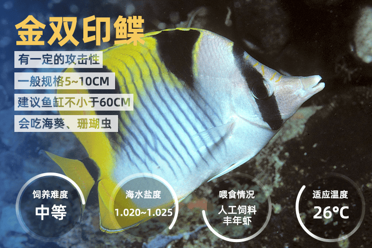 海水鱼活体鲽鱼双印碟黄三间火箭黑白关刀神仙海水鱼钻石神像客厅办公