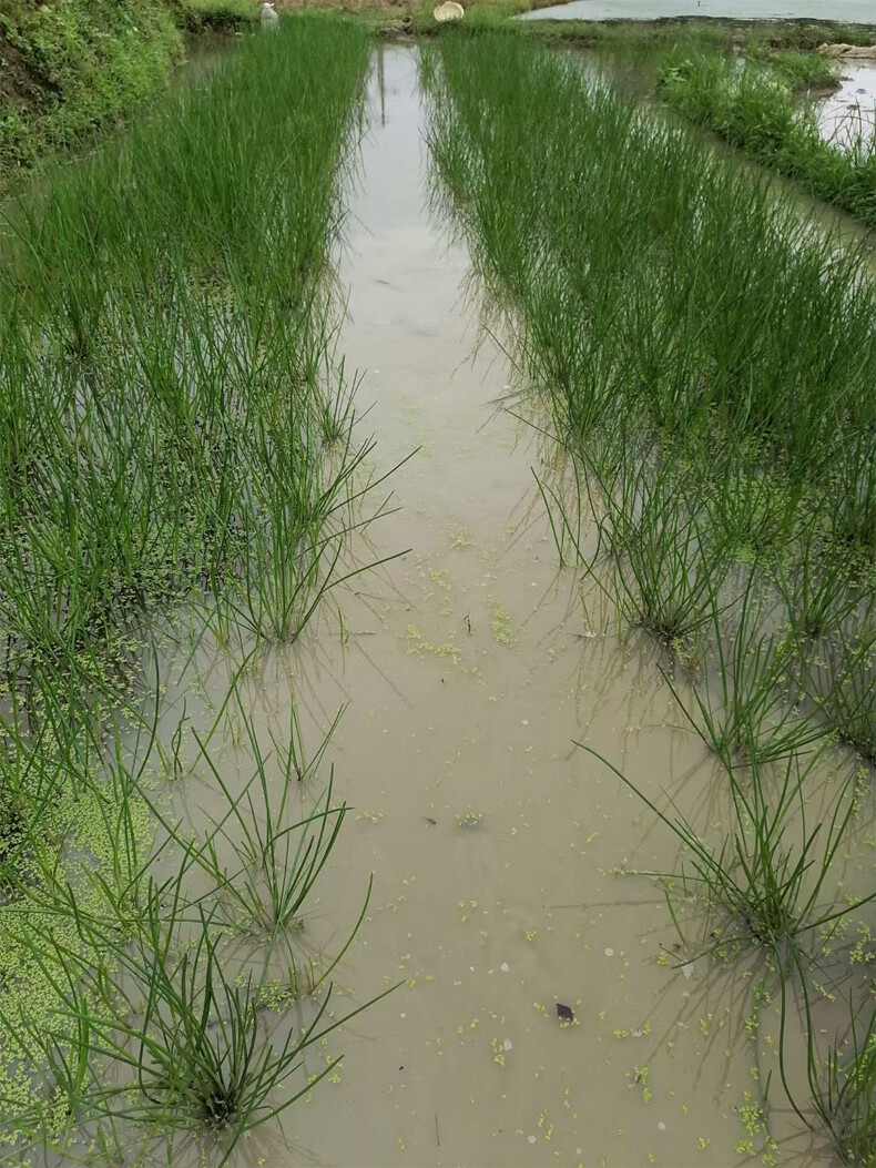 姜芮广西桂林荔浦马蹄苗荸荠种植苗种子脆甜无渣水果高产马蹄苗20棵苗