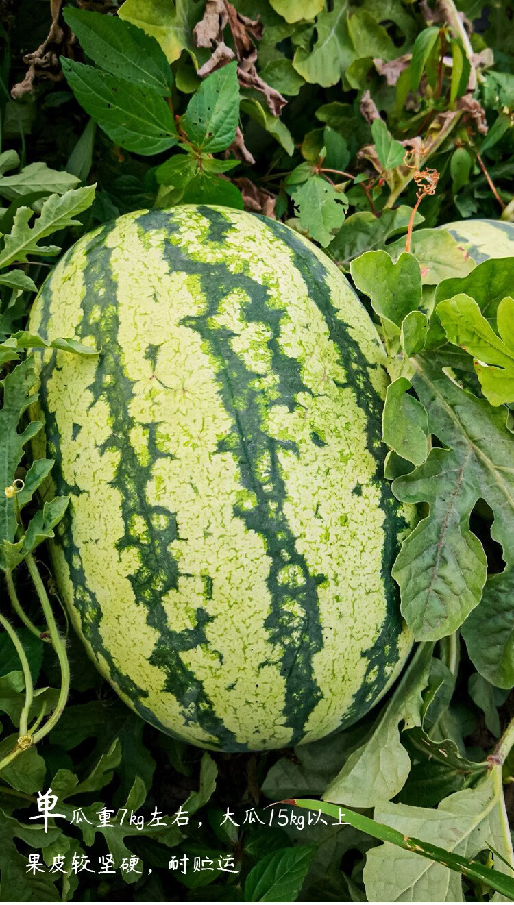 寿禾西农八号西瓜种子特大特甜早熟高产四季盆栽西农八号西瓜种子30粒