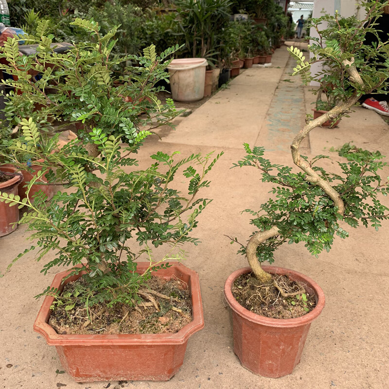 大清香木盆栽老桩驱蚊植物防蚊虫胡椒木盆景室内客厅办公室养绿植