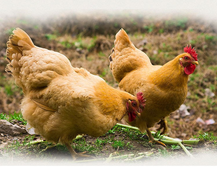 农家散养34年黑脚老母鸡超大走地鸡现杀柴土鸡草鸡笨鸡两只黑脚共4斤