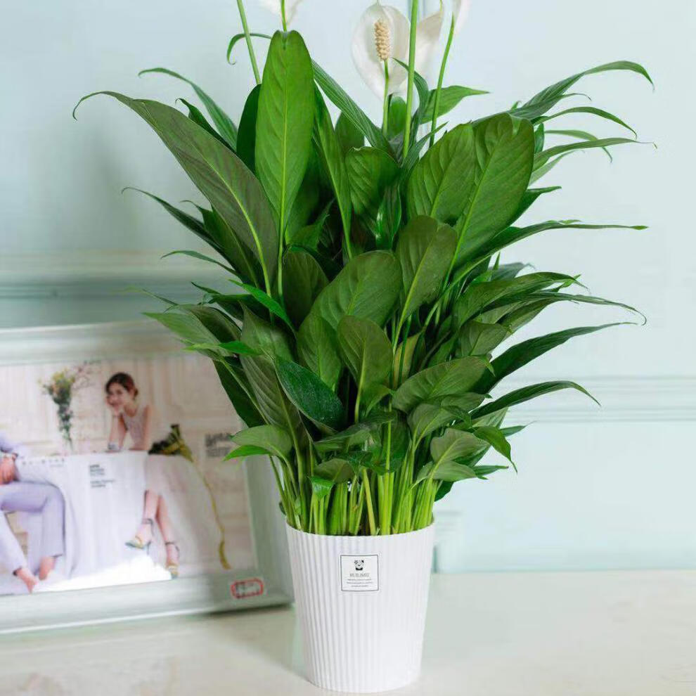 现货现发白掌一帆风顺水培土培绿植盆栽室内花卉吸甲醇净化空气客厅