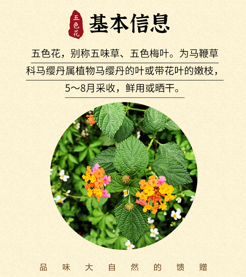 同仁堂野生五色花叶干马缨丹花中草药五色梅叶毛神花叶臭金凤叶中药材