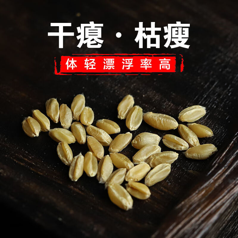 同仁堂伟博官方浮小麦止汗中药材新货无硫炒浮小麦自汗盗汗小麦瘪小麦