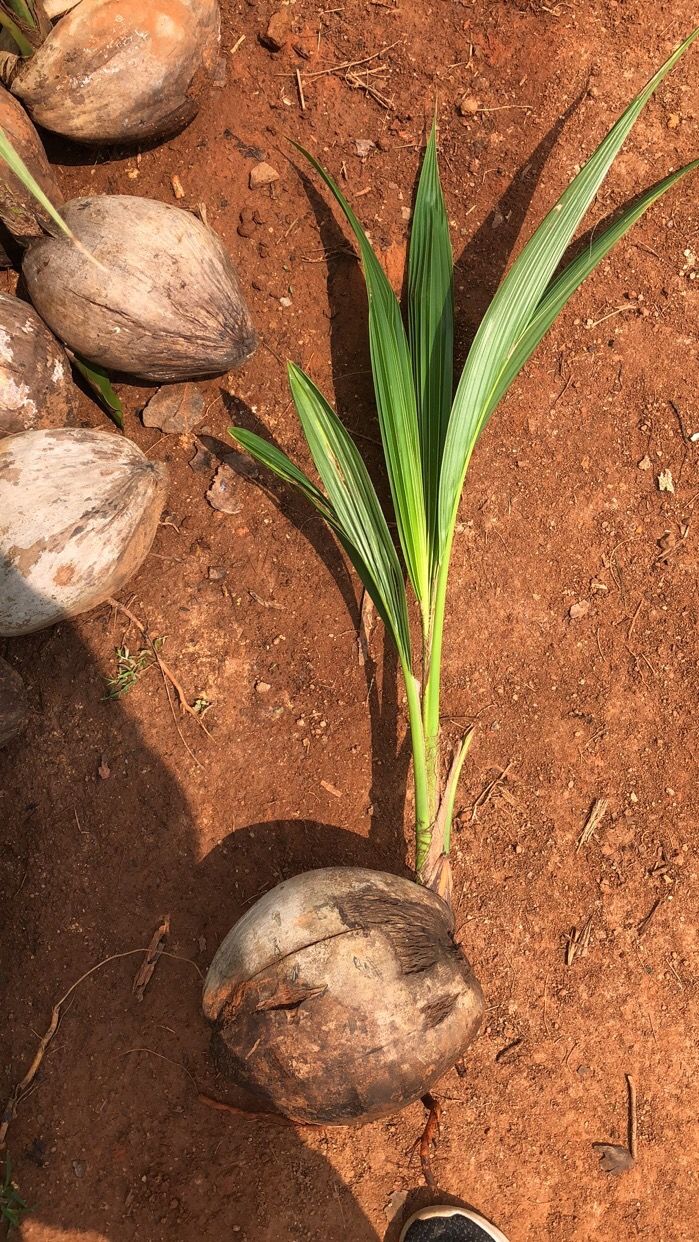 花音谷海南椰子苗青椰绿植盆栽椰子树苗带皮带壳发货椰子树观赏植物