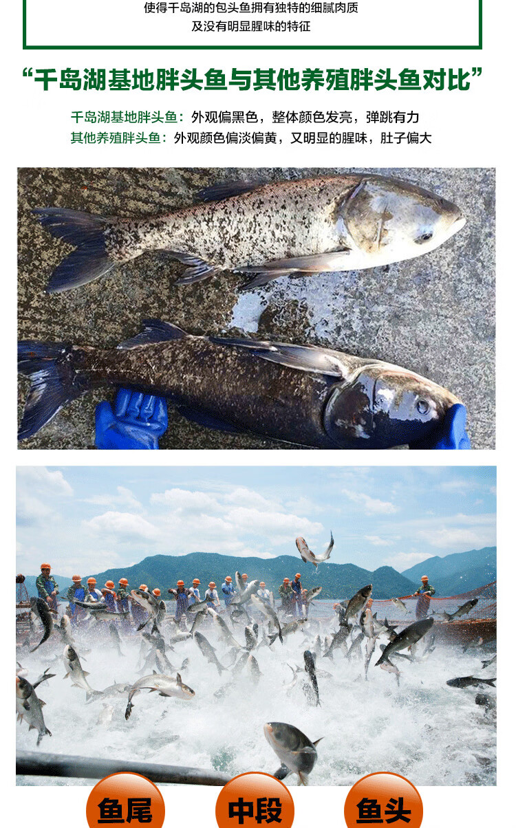 碧浔泽畔旗舰店正宗千岛湖活鱼胖头鱼乌鲢鱼鳙鱼生鲜鱼类年货送礼优选
