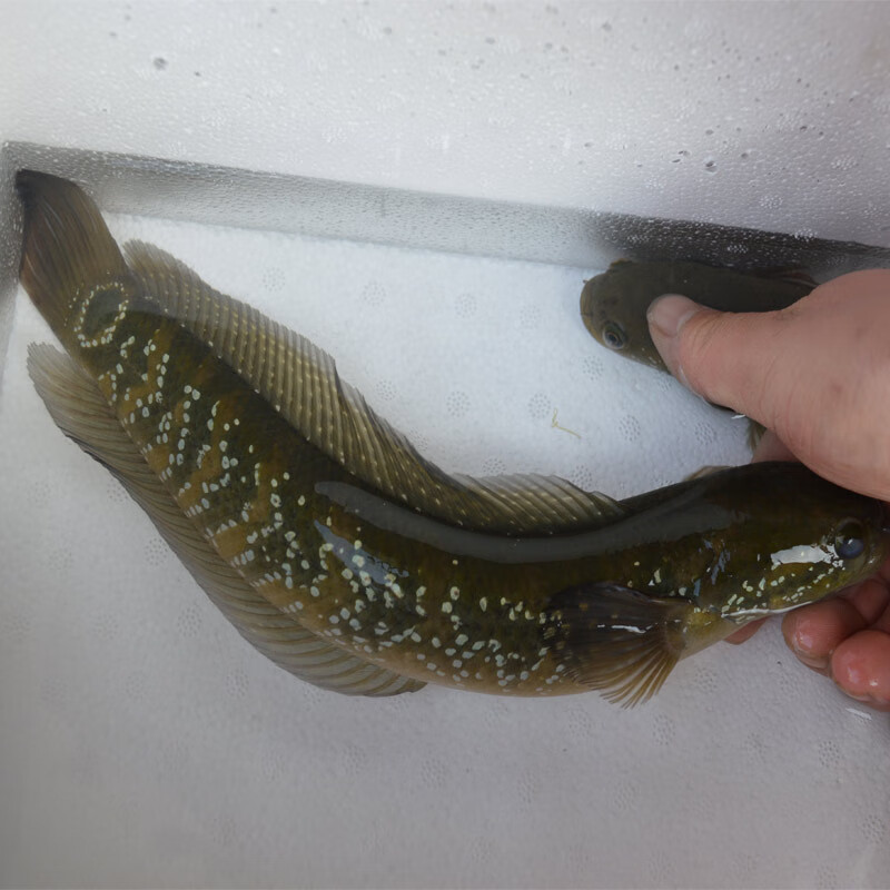 精品七星鱼冷水观赏鱼淡水食用山斑月鳢蛇鱼肉食原生珍珠雷龙鱼1条