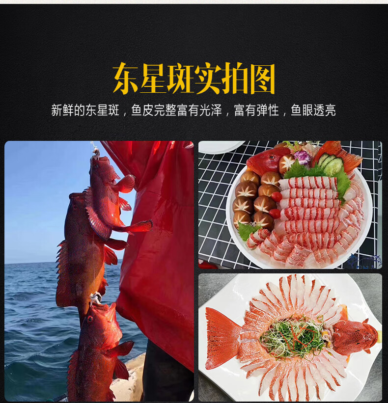 东星斑鱼 鲜活海峡钓口冠季东星斑活鲜 冰鲜深海大石斑鱼【图片 价格