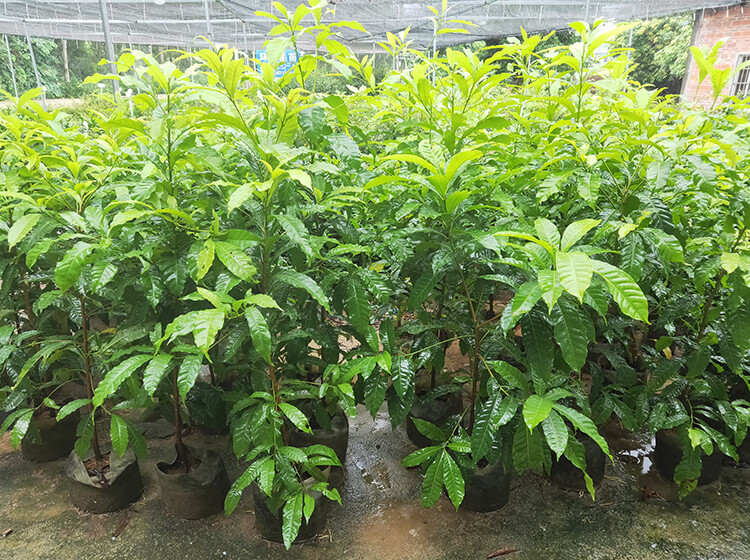 蝶遇 黄晶果苗冬蜜久蜜嫁接苗黄金果加蜜蛋黄果四季挂果盆栽美容地栽