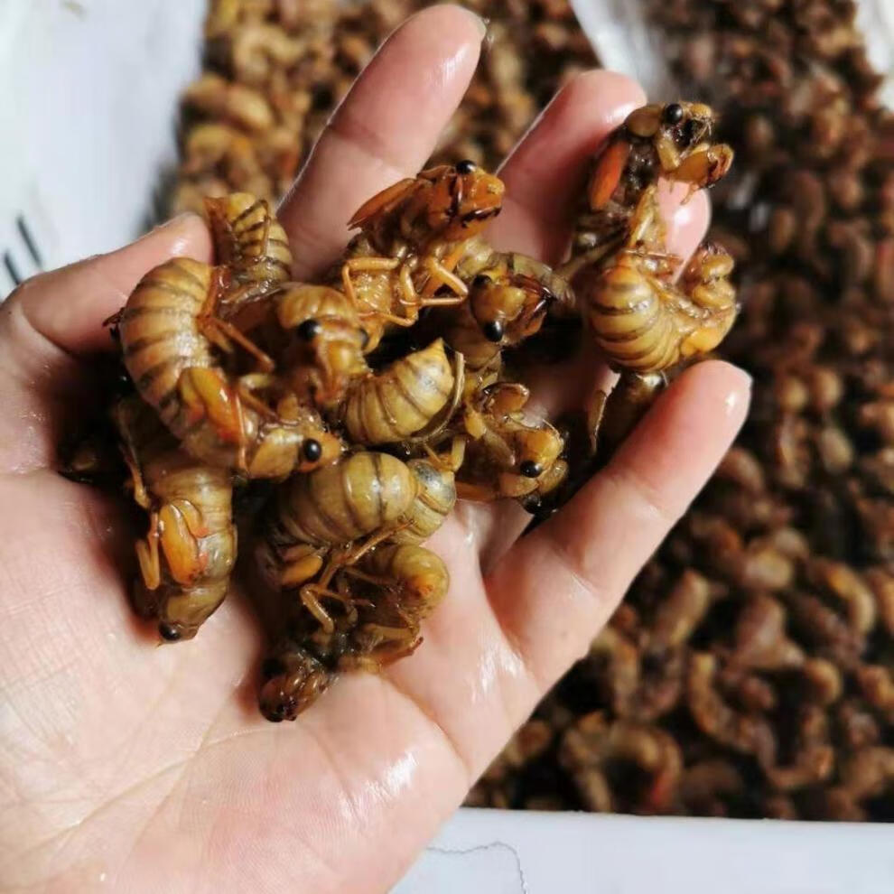 知了猴新鲜金蝉银蝉活体速冻结了龟爬叉猴鲜活唐僧肉知了河南特产金蝉