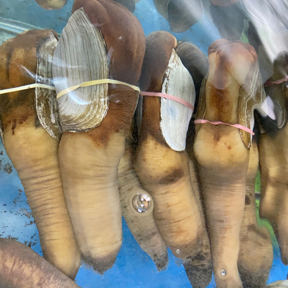 正宗象拔蚌鲜活刺身水产肉质细腻象牙蚌 800g---900g/只【图片 价格