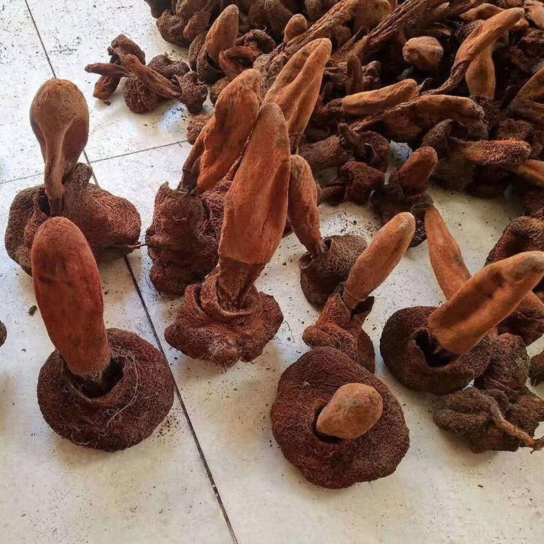 西藏顶天柱续阳草回春草不老草肉苁蓉锁阳男性泡酒料精选200230g1个