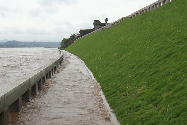 土灌木狗尾巴草耐旱易活河道工地边坡绿 荆条种子/斤(护坡灌木)【图片